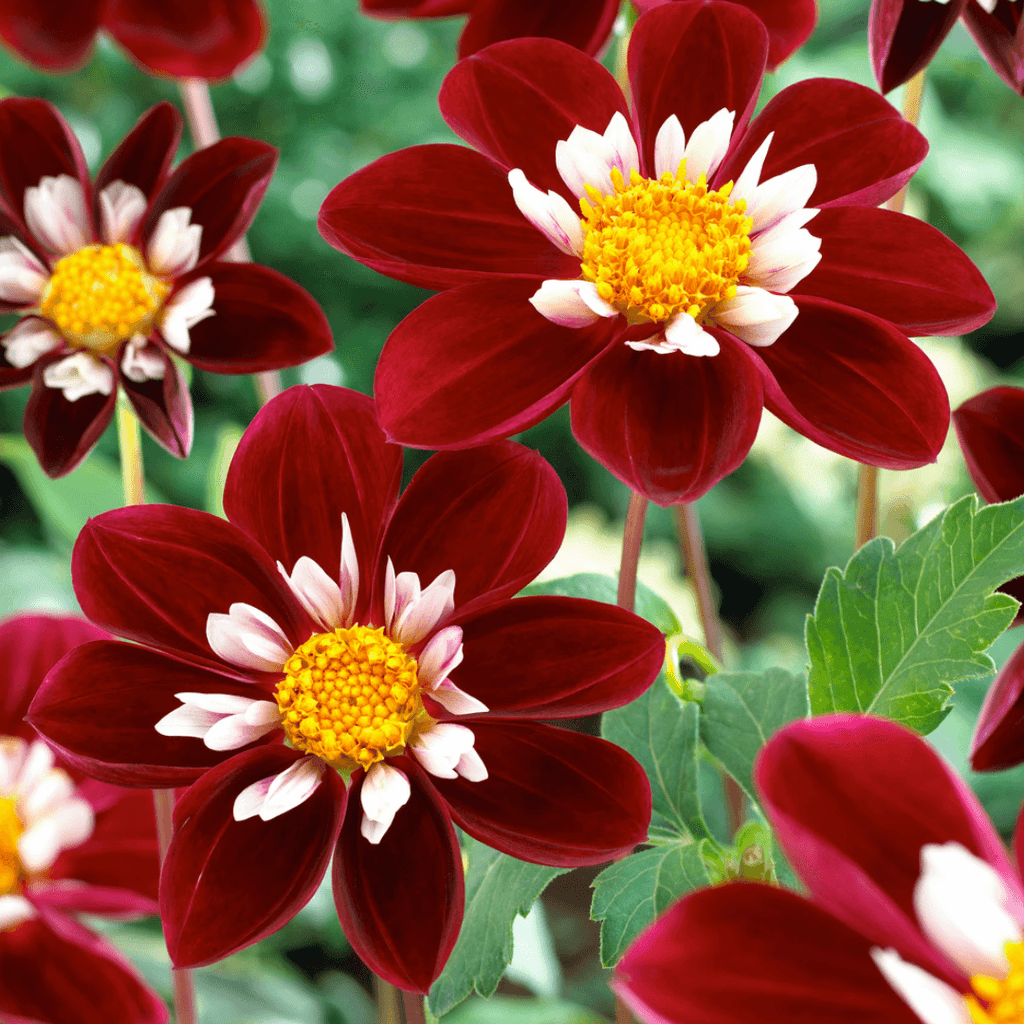 dahlia-mary-evelyn-set-of-3-dahlia-tubers-summer-b - Fitza Florilor
