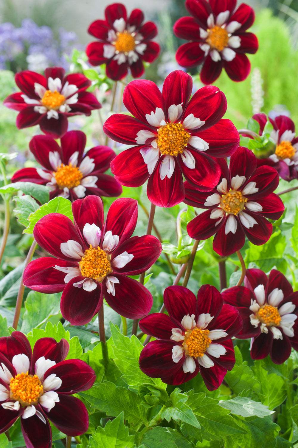 dahlia-mary-evelyn-set-of-3-dahlia-tubers-summer-b_1dbbc1f2-7f5d-4558-bd45-a23e3b90497a - Fitza Florilor