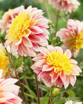 dahlia-polka-6_3071c0af-9284-4874-8356-931e589f99de - Fitza Florilor