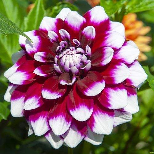 dahlia-ryan-c-1_3936efd0-dd7d-4064-84af-fdf9de27eaf6 - Fitza Florilor