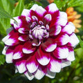 dahlia-ryan-c-1_3936efd0-dd7d-4064-84af-fdf9de27eaf6 - Fitza Florilor