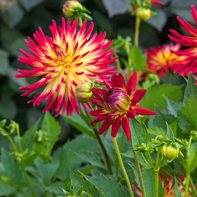 dahlia-tahiti-sunrise-garden-flower-bulb_b2f504f7-dfec-4887-9b60-4bbe4da4c85b - Fitza Florilor