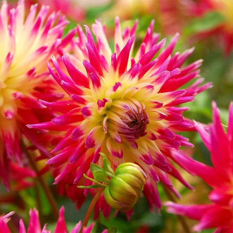 dahlia-tahiti-sunrise-yellow-pink-cactus_71129a12-b77c-44f5-80fd-29011dd25d71 - Fitza Florilor