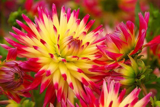 dahlia-tahiti-sunrise_bab0e077-1960-41c7-b6ed-219d0a20969c - Fitza Florilor