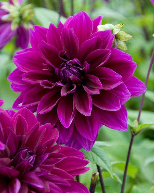 dahlia-thomas-a-edison-2_ad9d439f-1ba9-4c8d-a157-d585e96e2980 - Fitza Florilor