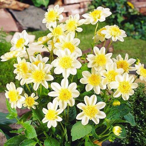 dahlia-toto-min_420181fe-221b-4e67-80d2-16961e703457 - Fitza Florilor