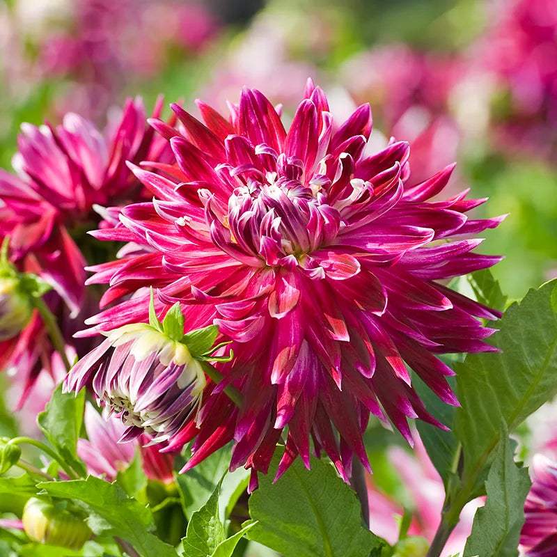 dahlia-vancouver-purple-pink_211439e6-7225-4c6e-8d79-f4feb5251616 - Fitza Florilor