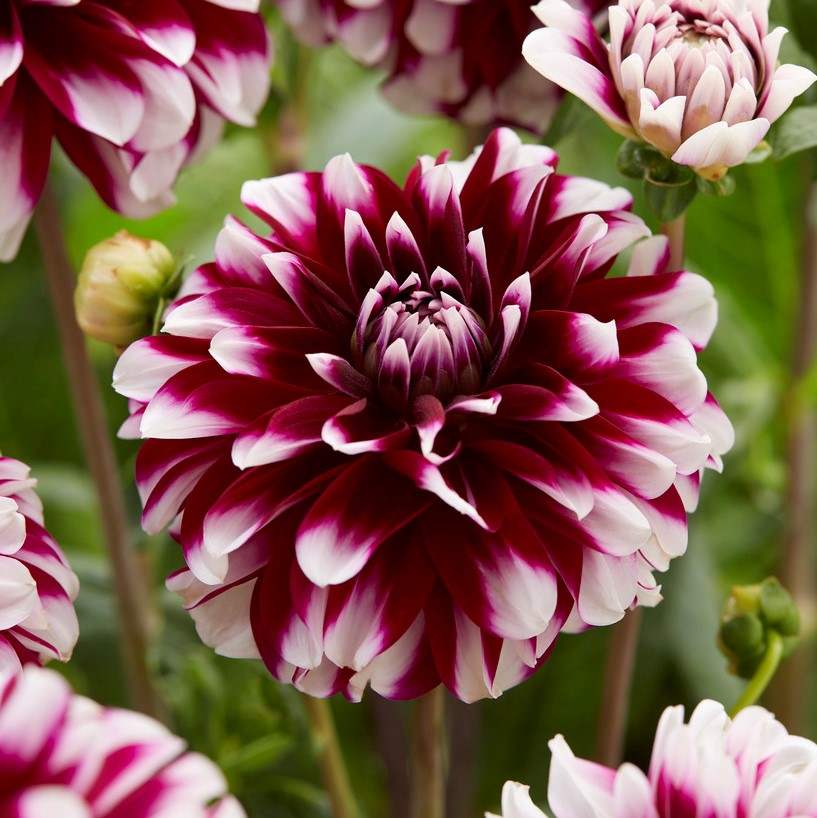 dahliaariko9707_9e5846eb-2b31-4ab7-ad12-796d630208a6 - Fitza Florilor