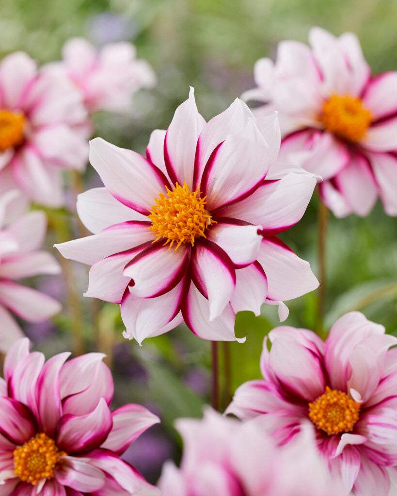 dahliaedgeofjoy_61fbdeb0-5eaa-4f1d-b0dc-314a228a9985 - Fitza Florilor