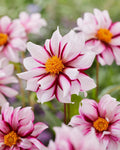 dahliaedgeofjoy_61fbdeb0-5eaa-4f1d-b0dc-314a228a9985 - Fitza Florilor