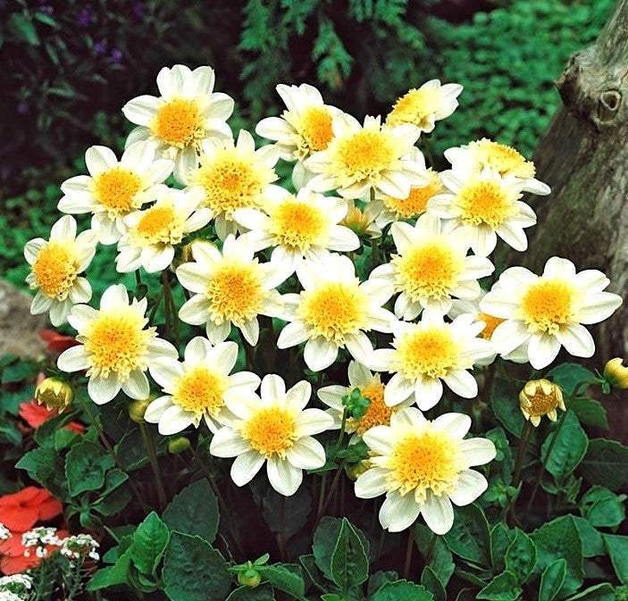 dalia-toto-m_a58358d5-e2c5-403c-9d90-2d0cede047b3 - Fitza Florilor