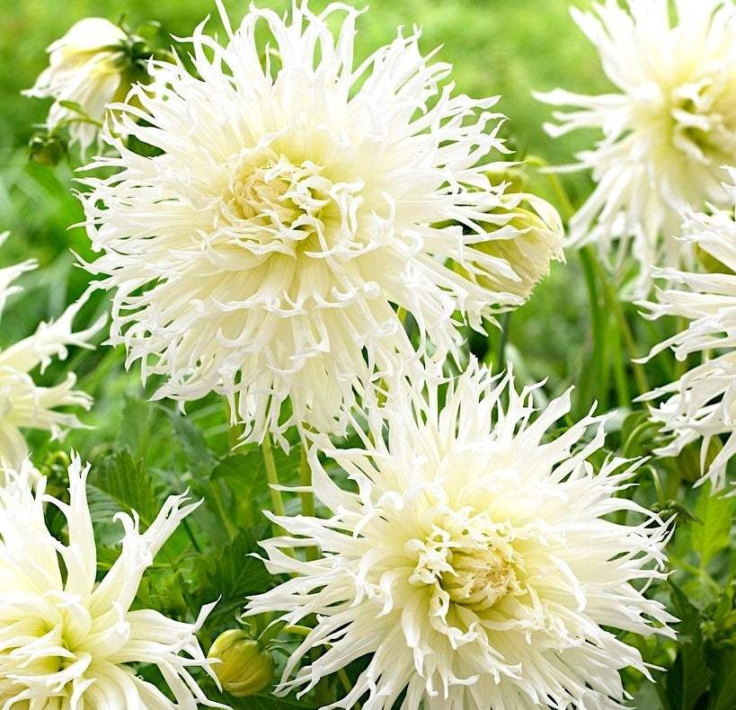 dalia-tsuki-yori-no-shisha-m_f4ba5203-9f01-4533-b424-9f9bfa298427 - Fitza Florilor