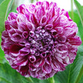 dalia_marble_ball_04274c42-8c4b-4ba8-8bef-3f53b2ce6f7b - Fitza Florilor