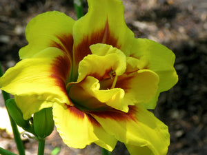 Bulbi de Hemerocallis "Double Mount Helena", Crin Salbatic, 1 Bucata