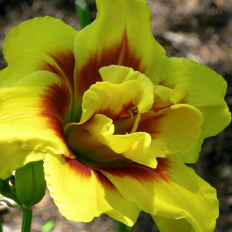 Bulbi de Hemerocallis "Double Mount Helena", Crin Salbatic, 1 Bucata