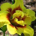 Bulbi de Hemerocallis "Double Mount Helena", Crin Salbatic, 1 Bucata