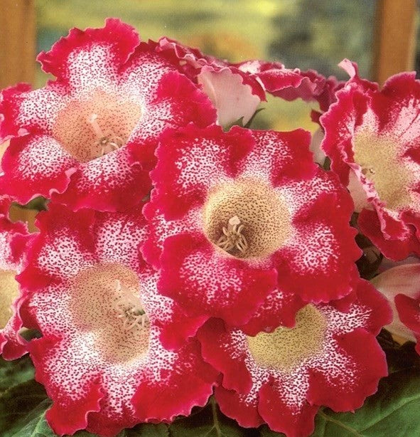 Bulbi de Gloxinia "Tigrina Rosu", 1 Bucata