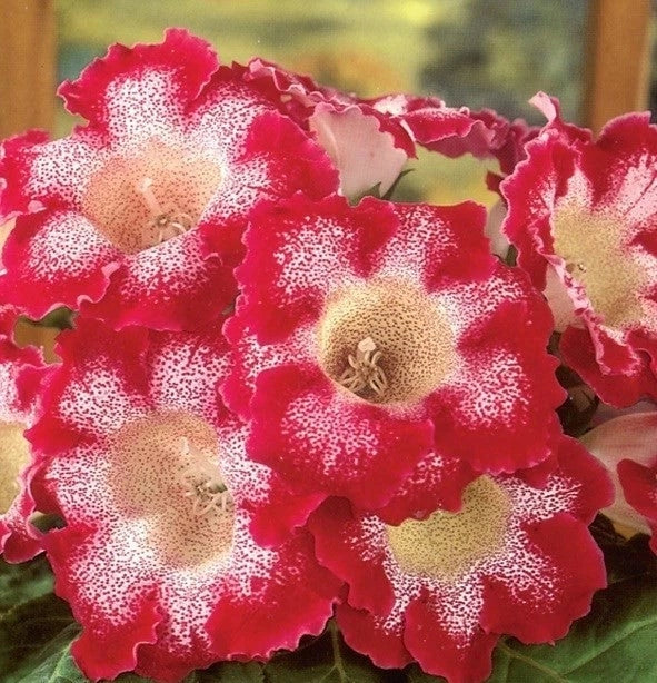 Gloxinia Bulbi - Tigrina Roșu - 1 Bucată