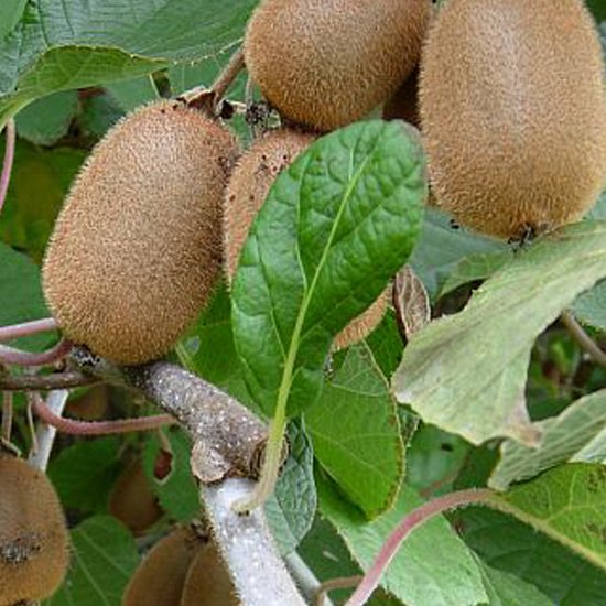 Kiwi "Actinidia Deliciosa Atlas'' , la ghiveci