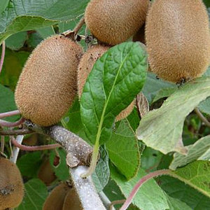 Kiwi "Actinidia Deliciosa Atlas'' , la ghiveci