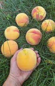 Piersic - Flacăra - Anul 3