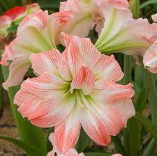 Bulbi de Amaryllis "Giant Amadeus", 1 Bucata