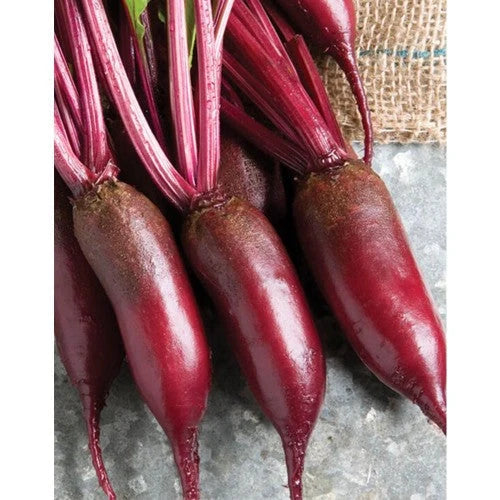 Semințe de Sfeclă Roșie "Cilyndra", 5 gr