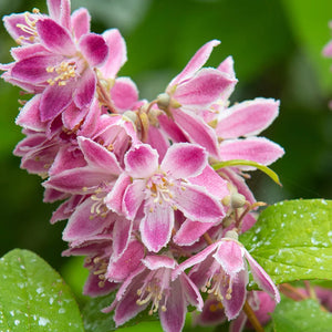 Deutzia Hybrid "Tourbillon Rouge" la Ghiveci de 3L, 1 Bucata