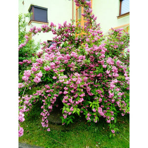 Deutzia Hybrid "Tourbillon Rouge" la Ghiveci de 3L, 1 Bucata