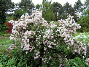 Deutzia Hybrid "Mont Rose" la Ghiveci, 1 Bucata