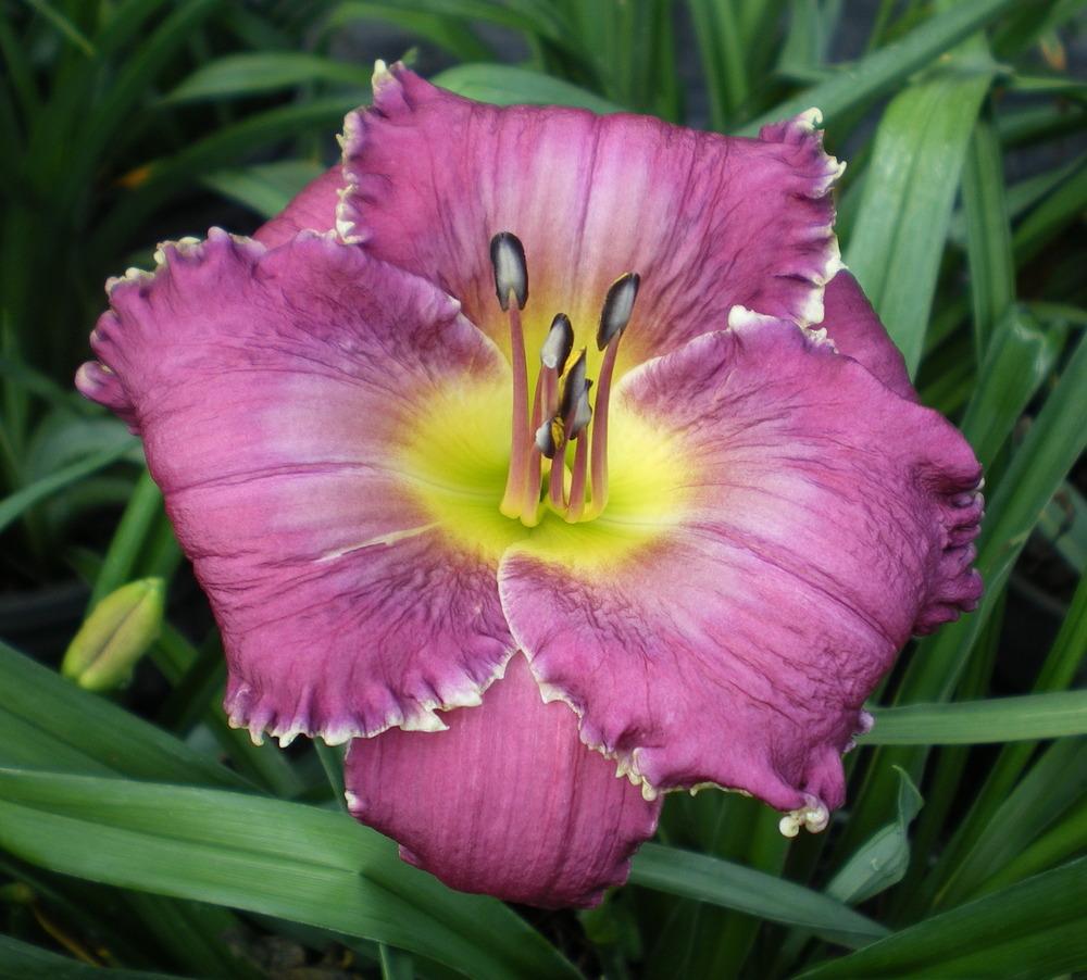 Bulbi de Hemerocallis "Face of the Stars", Crin Salbatic, 1 Bucata