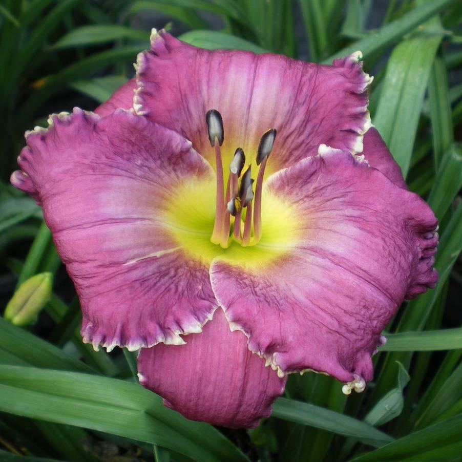Bulbi de Hemerocallis "Face of the Stars", Crin Salbatic, 1 Bucata