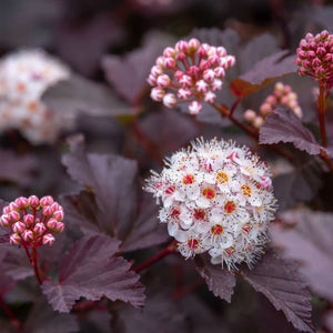 Physocarpus, 1 Bucata