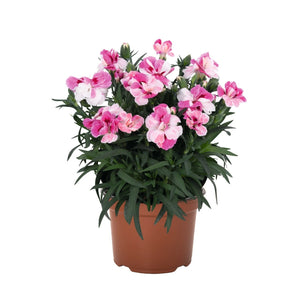 Garofite "Spring Pink", la Ghiveci de 3L, 1 Bucata