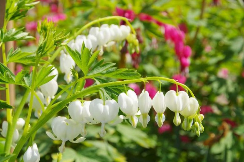 Bulbi de Dicentra "Cerceii Doamnei", Alb