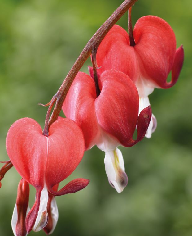 Bulbi de Dicentra "Cerceii Doamnei", Valentine