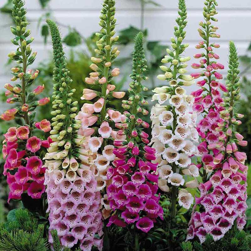 Digitalis, Roz, la Ghiveci de 3L, 1 Bucata