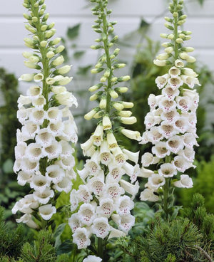 Digitalis, Alb, la Ghiveci de 3L, 1 Bucata