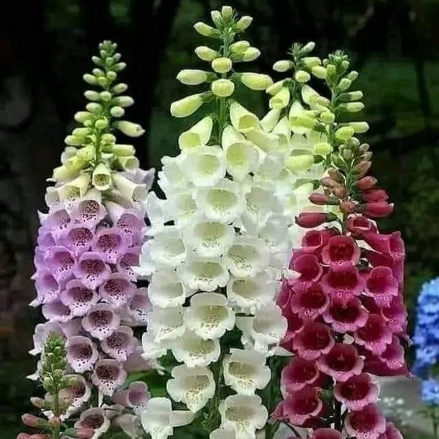 Digitalis Mixt , 5 bucati