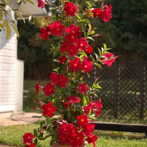 Dipladenia Rosie in Ghiveci, 1 Bucata