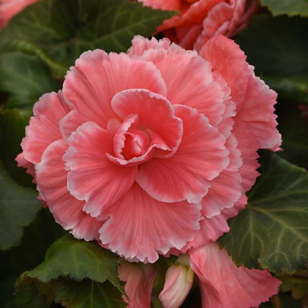 Bulbi de Begonia "Picotee Lace", Pink, 1 Bucata