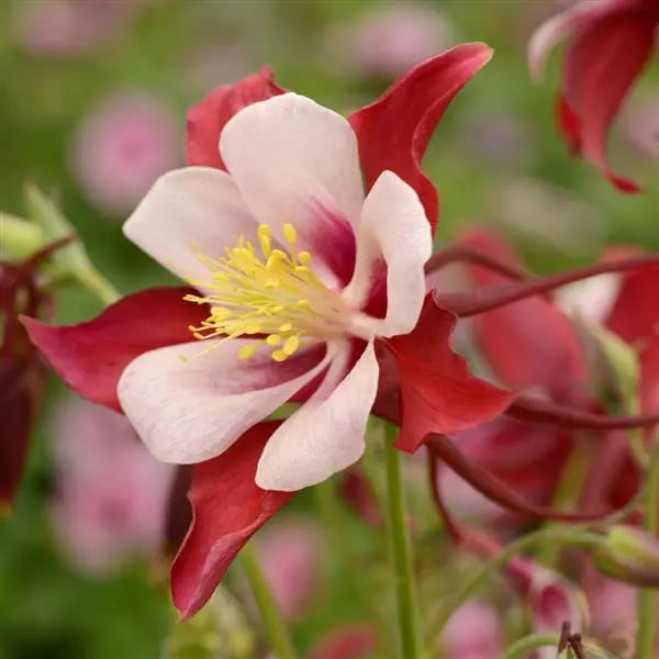 Bulbi de Căldărușe Aquilegia "Swan Red and White", 1 Bucată, la ghiveci