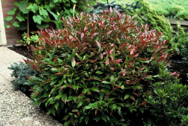 Leucothoe Kiscien Zeblid,1 Bucata