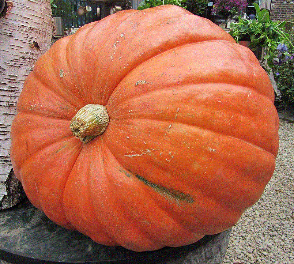 Semințe de Dovleac de Copt "Big Max" , 3 gr