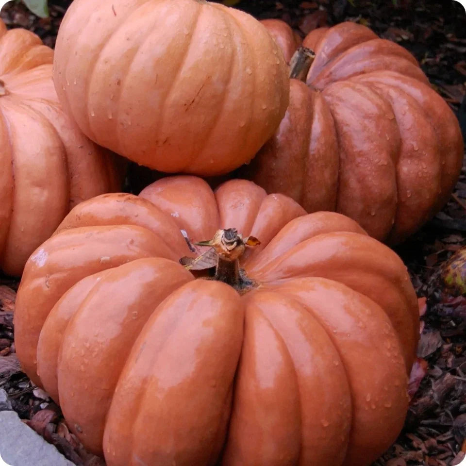 Semințe de Dovleac "Moscata di Provenza", 2 gr