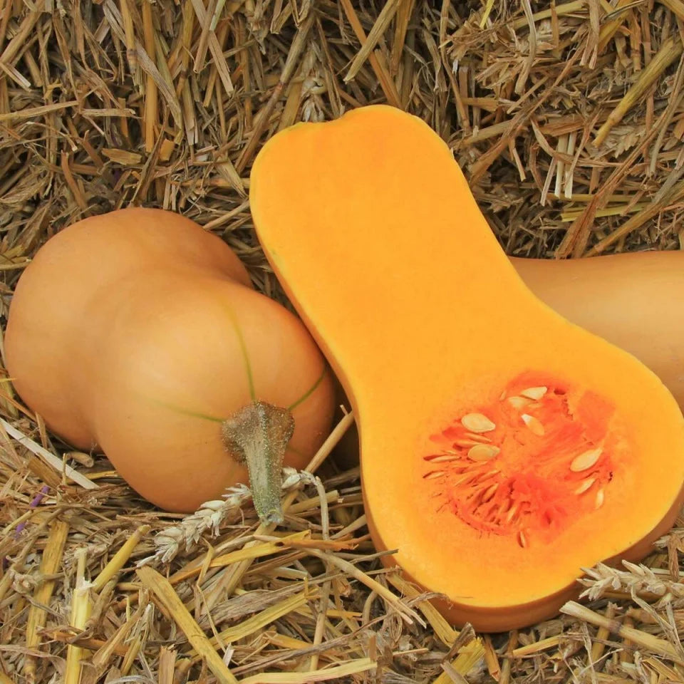 Seminte de Dovleac Placintar "Waltham Butternut"