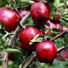 Măr - Red Delicious