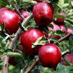 Mar "Red Delicious", Anul 2, 1 Bucata