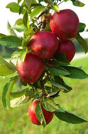 Mar "Red Delicious", Anul 2, 1 Bucata