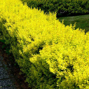 Berberis Auriu, 1 Bucata